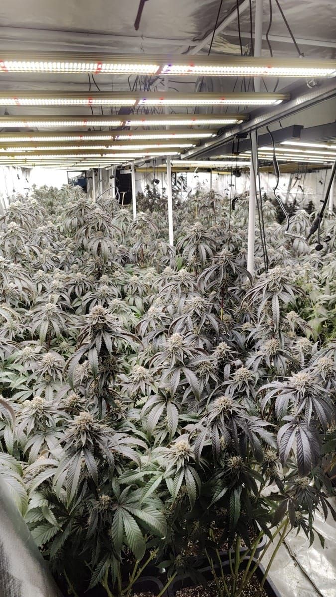 575 Cannabis-Pflanzen in Garbsen — Stromrechnung wurde zum Verhängnis