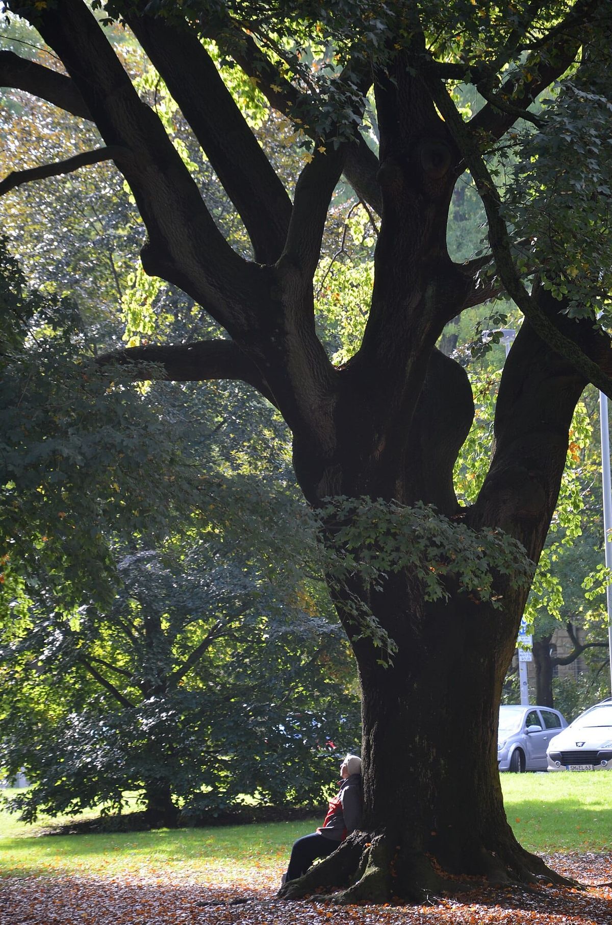 Culemannstraße soll Park werden — Stadt fragt, was Hannoveraner sich wünschen