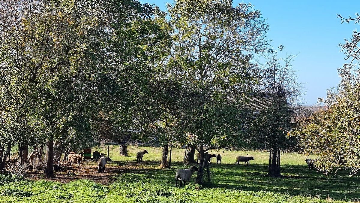 Rinder und Schafe zurück auf Hannovers Weiden — bitte nicht streicheln