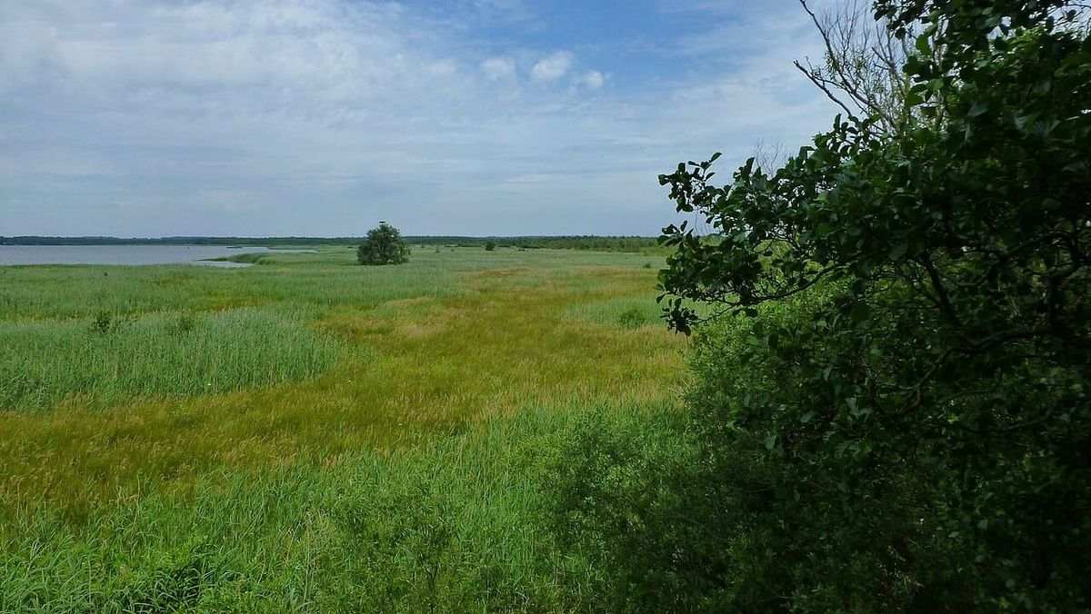 86-Jährige stirbt nach Badeunfall im Steinhuder Meer