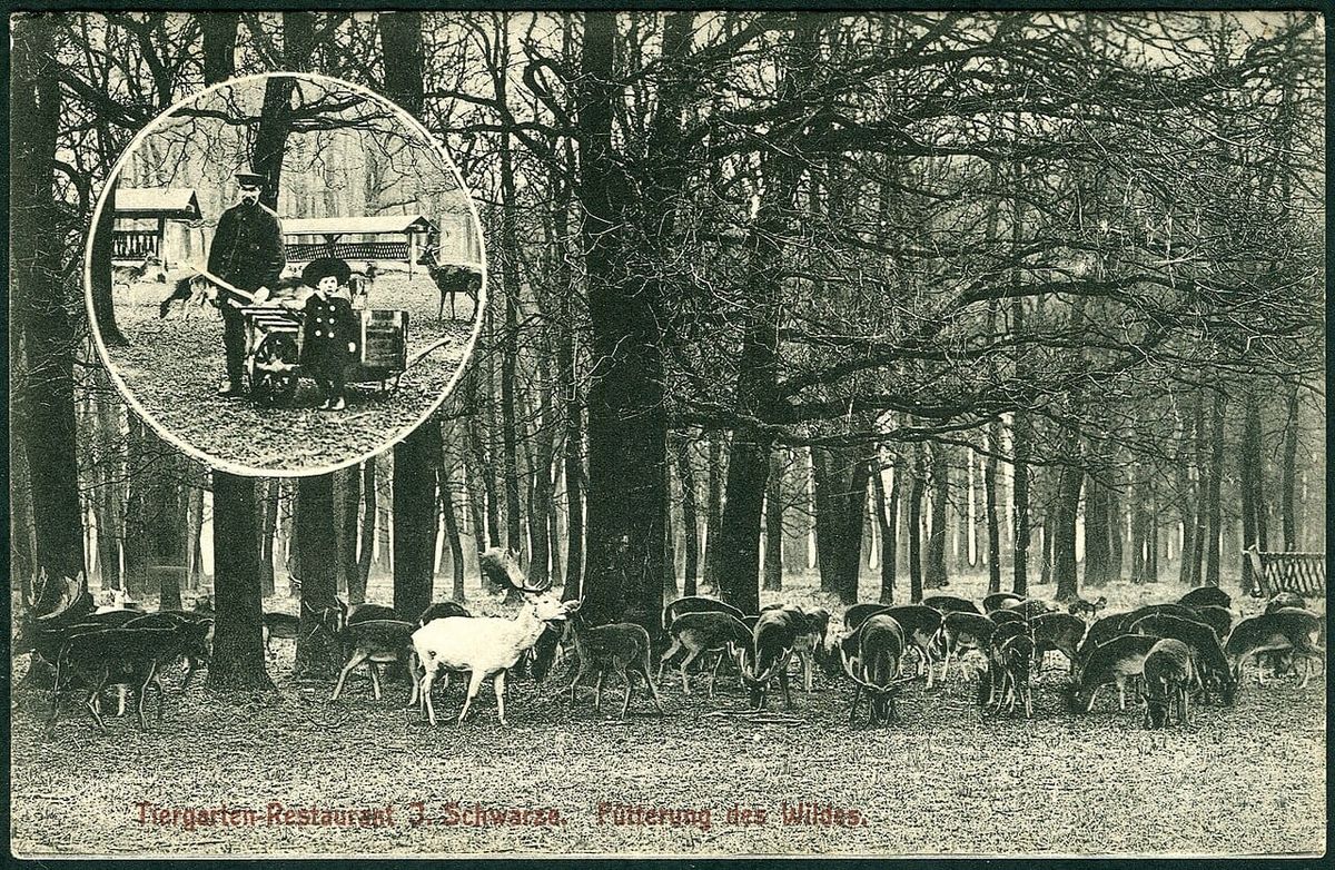 Kastanien und Eicheln sammeln für den Tiergarten