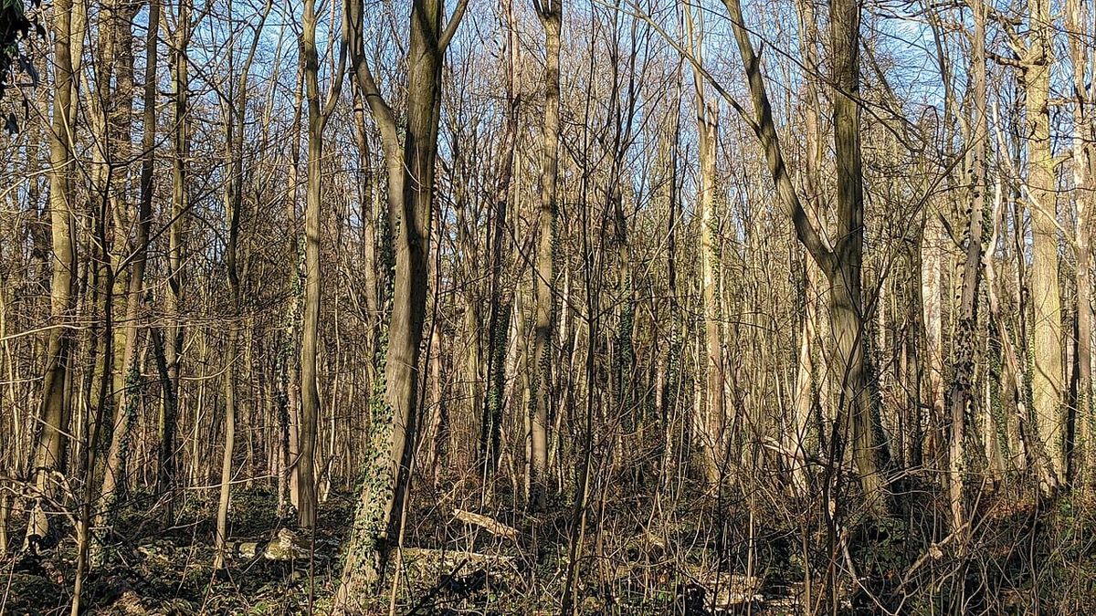 Kellerbrand in der Oststadt — niemand verletzt