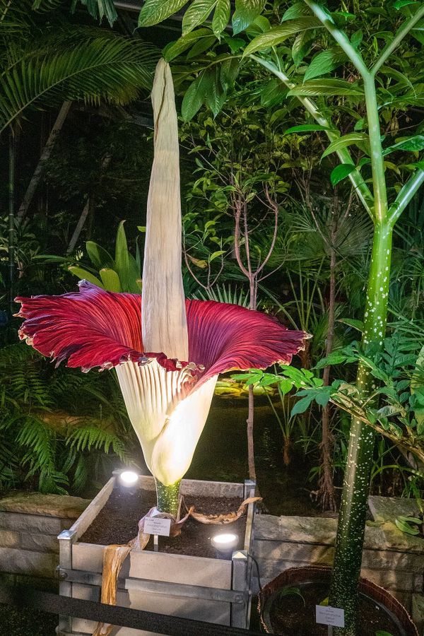Hannoversche Pflanzentage: Vorverkauf läuft