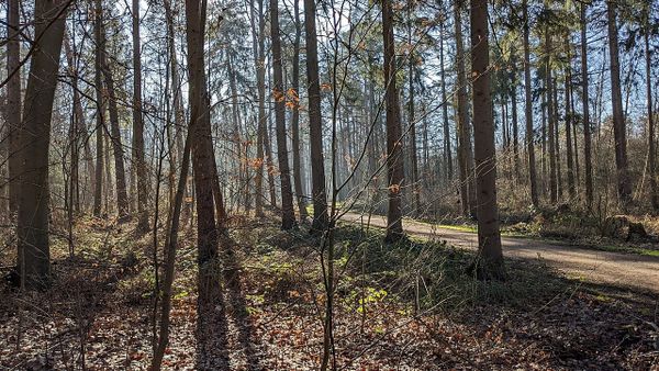 Ab April gilt wieder Leinenpflicht in Hannovers Wäldern
