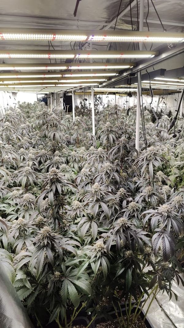 575 Cannabis-Pflanzen in Garbsen — Stromrechnung wurde zum Verhängnis