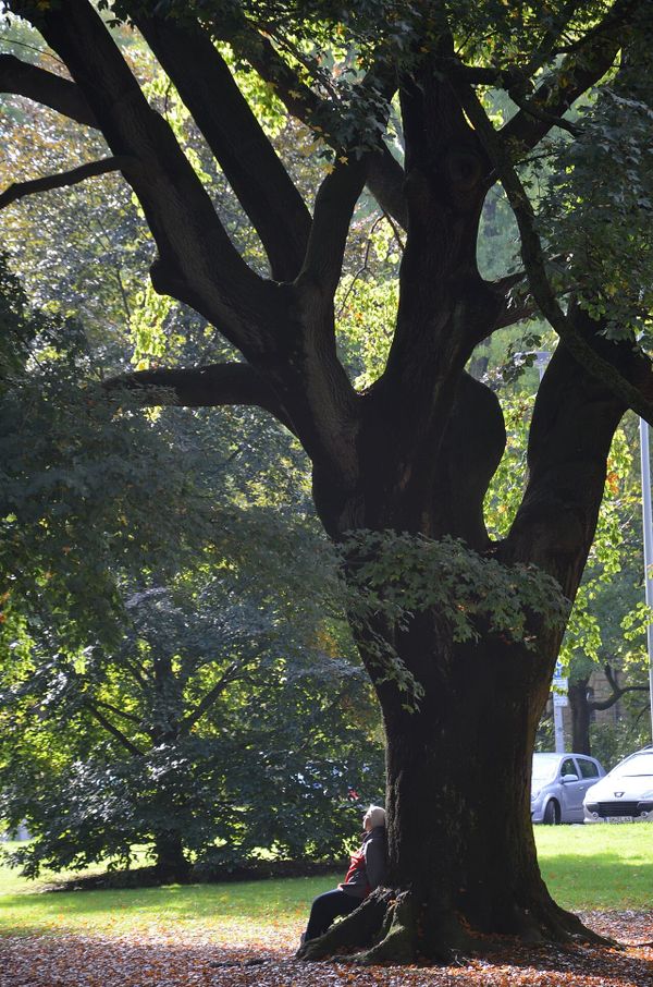 Culemannstraße soll Park werden — Stadt fragt, was Hannoveraner sich wünschen