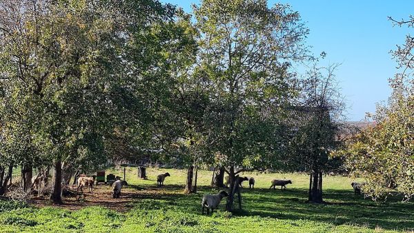 Rinder und Schafe zurück auf Hannovers Weiden — bitte nicht streicheln