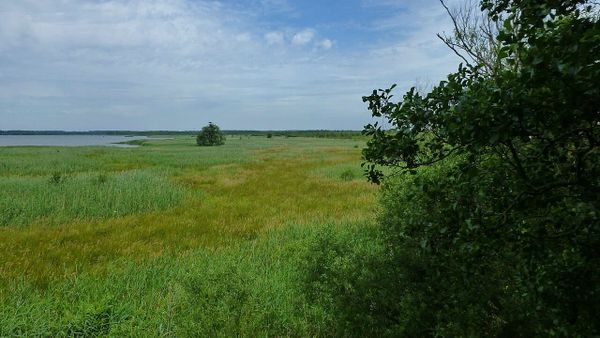 86-Jährige stirbt nach Badeunfall im Steinhuder Meer