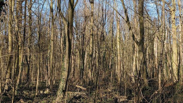 Kellerbrand in der Oststadt — niemand verletzt