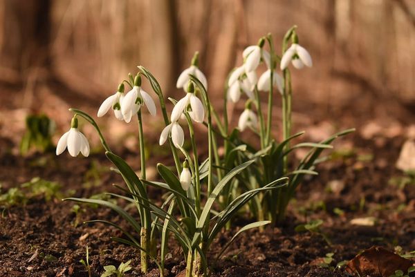Tiny Forest in Buchholz-Kleefeld: Verwaltung findet Fläche, aber kein Geld