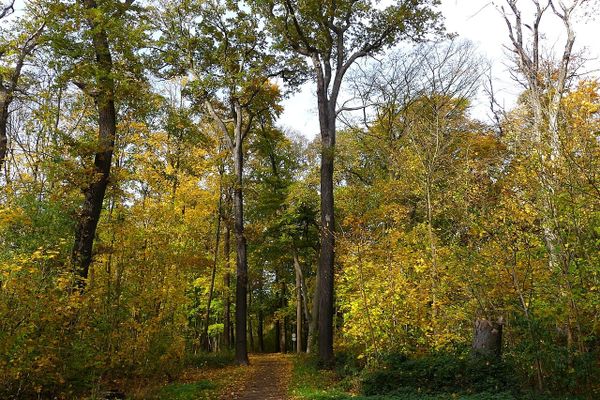 Aktionstag Stadtgrün: Am Donnerstag Grünflächen bepflanzen in Kleefeld, Ricklingen und Roderbruch
