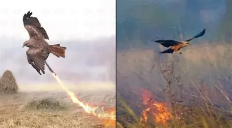 Fire-Hawk Tier