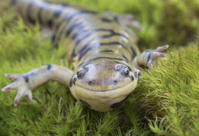 Ponds, Pods, and Peculiar Decisions