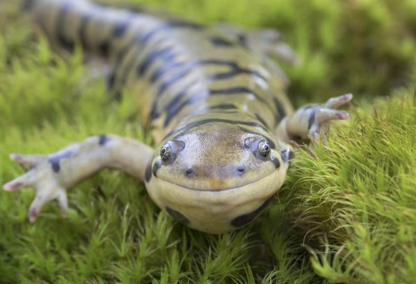 Ponds, Pods, and Peculiar Decisions