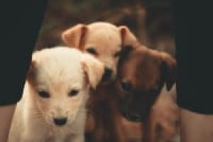 white and brown short coated puppy