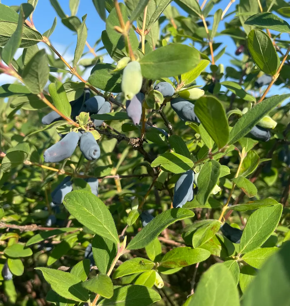 Huge honeyberry harvest marks Farm LoLa’s 10th anniversary