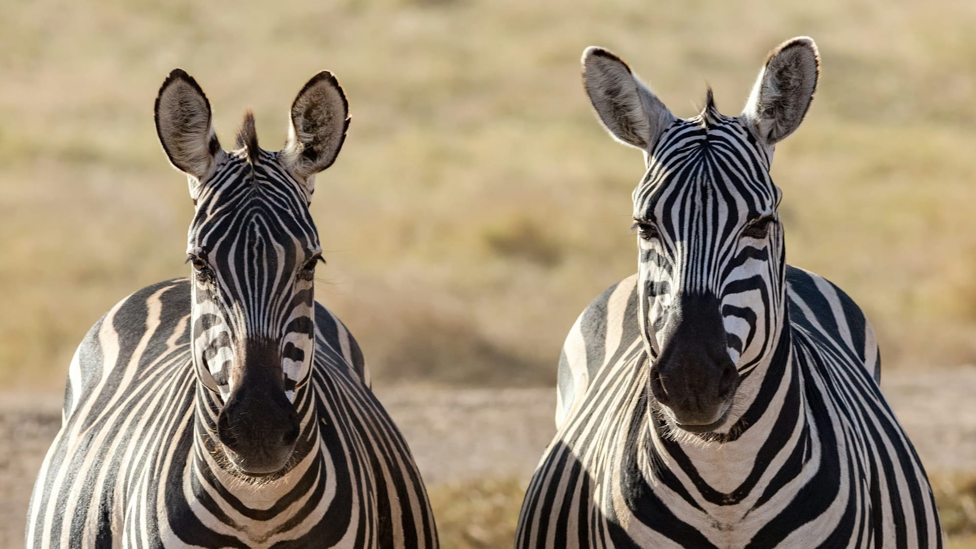 zebra standing on brown field during daytime