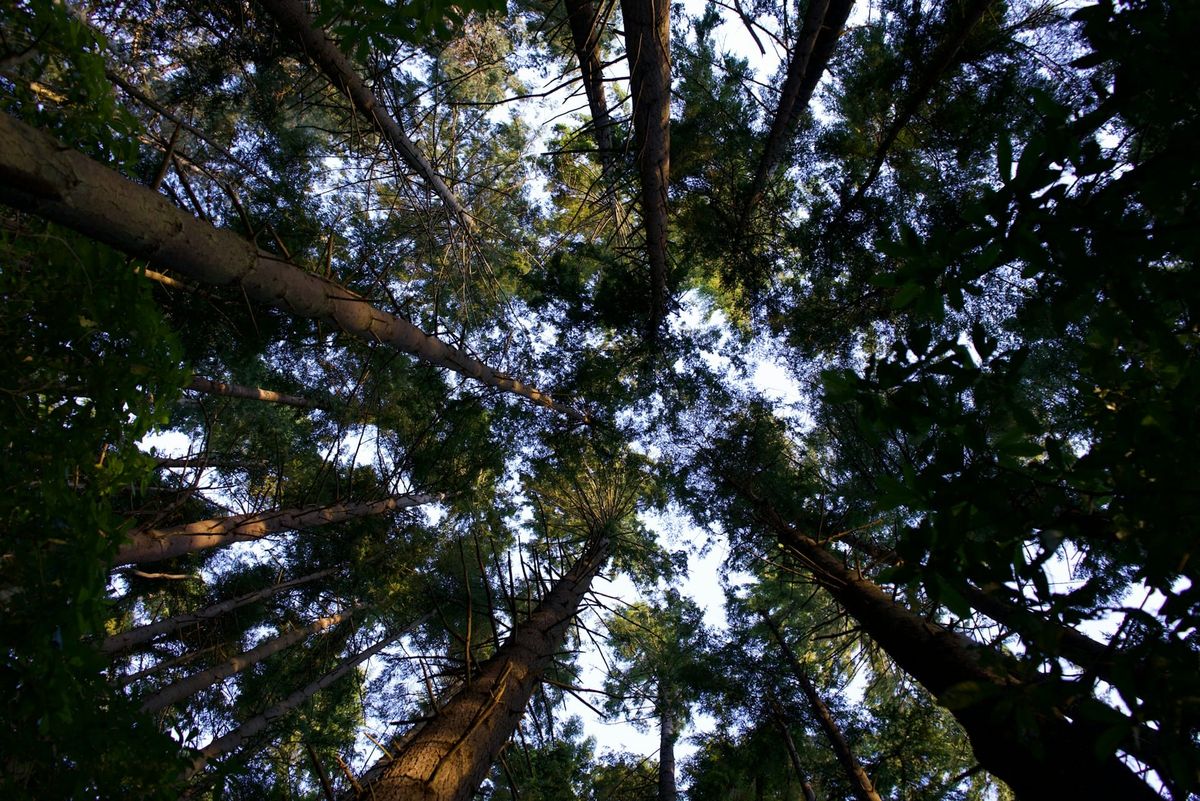 Seeing the forest for the trees