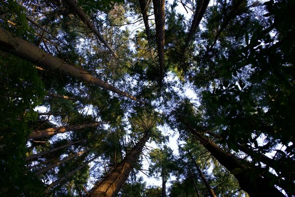 Seeing the forest for the trees