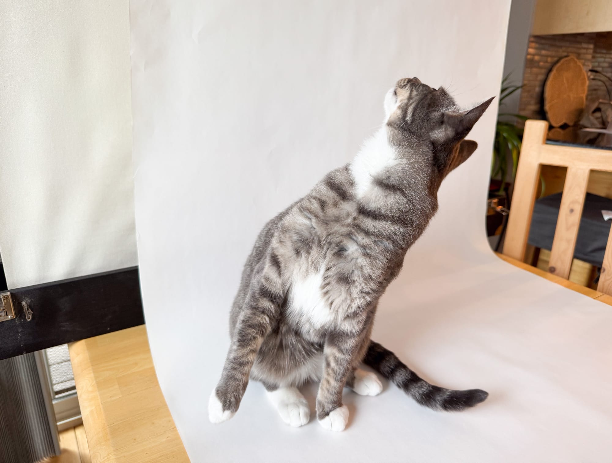 A grey tabby cat with - and this is important - adorable white paws. He sits on the roll of white paper and looks up and over his shoulder at the place where the paper roll is descending from.