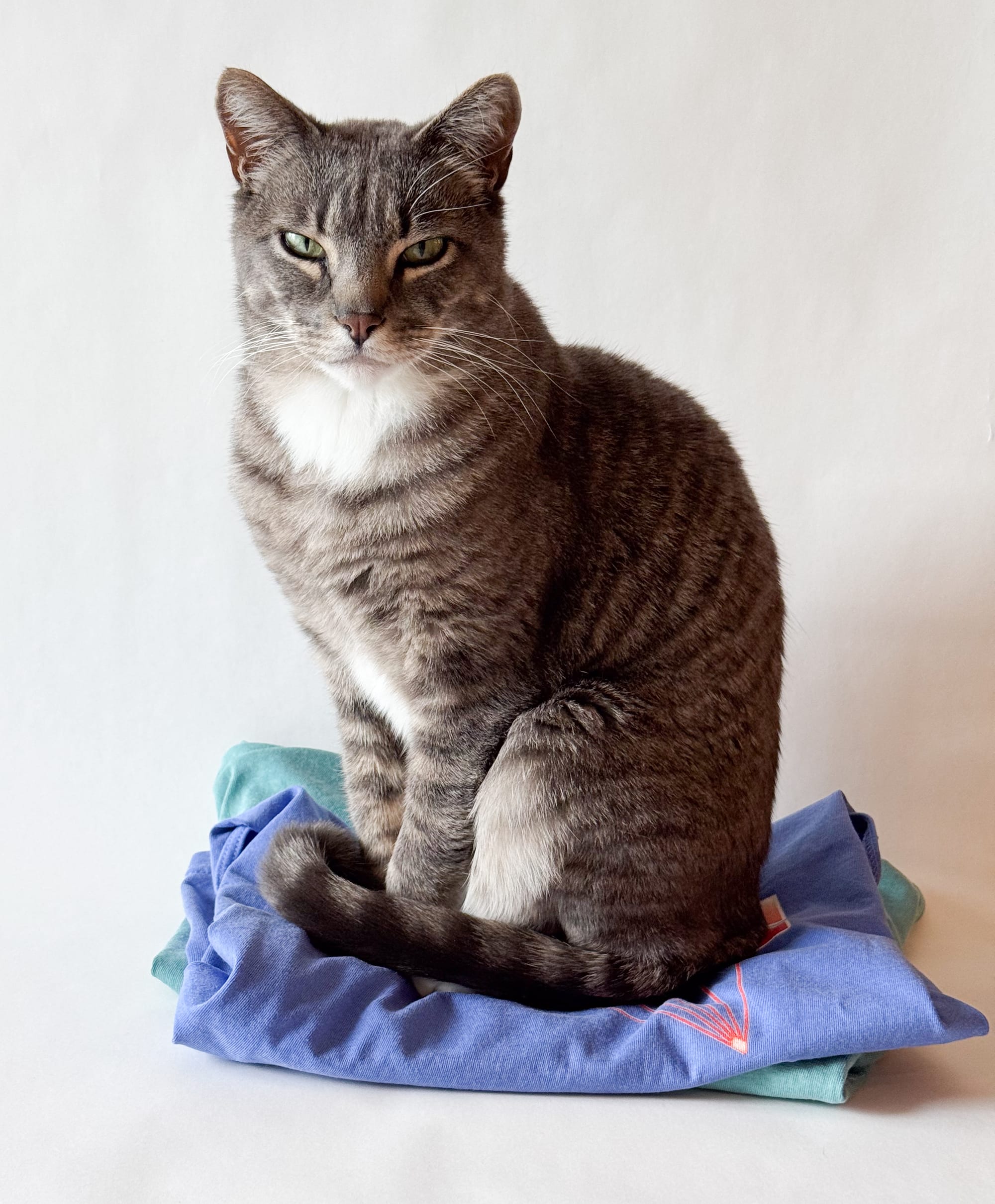 A grey tabby cat sits on a pile of two shirts, completely obscuring whatever was written on them (spoiler: they both say "lasers"). He looks regally and directly into the camera.