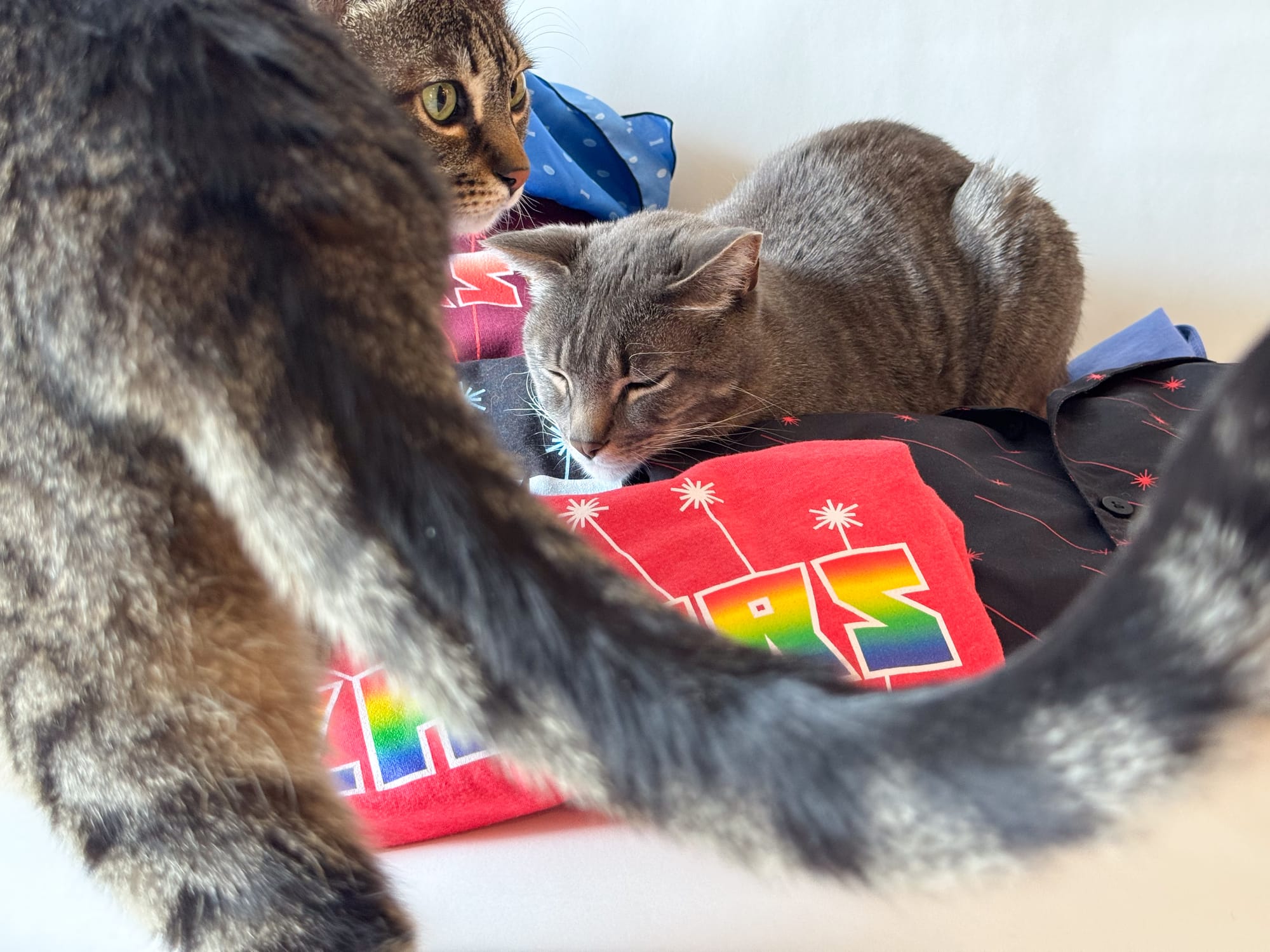 A brown tabby cat is walking past, looking back over her shoulder vaguely in the direction of the camera. She is on the move, focused on something else. The grey tabby is still mostly asleep but he has one ear pointed at her and his eyes slightly open. He'll go back to sleep once she's gone.