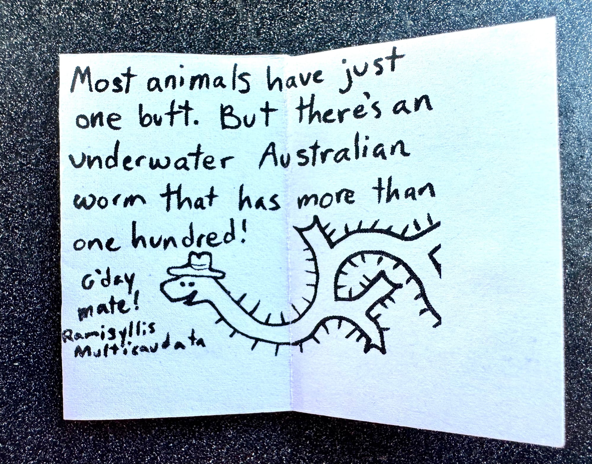 Page 2 of the zine. Most animals have just one butt. But there's an underwater Australian worm that has more than one hundred! (Drawing is of a worm with one head and a many-branching body like a spreading tree. The worm says "G'day mate!". It is also wearing a little hat. Label says ramisyllis multicaudata.)