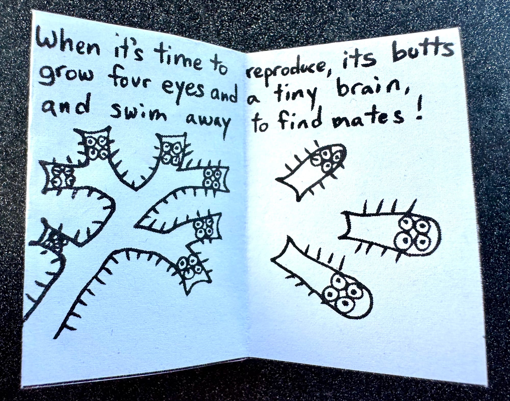 Another page of the zine. "When it's time to reproduce, its butts grow four eyes and a tiny brain and swim away to find mates!". Drawing is of a branching set of worm butts, now with four eyes each. A few of them are swimming away in different directions.