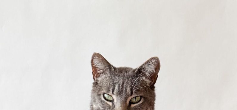 Teaser photo of Neon, a grey tabby cat, peering up from the edge of the image
