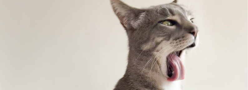 A grey cat caught in a weird yawn with his tongue curled dramatically over his chin