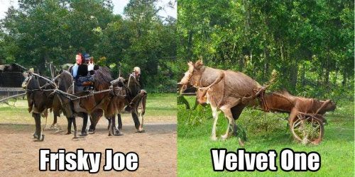 What is the opposite of guacamole?