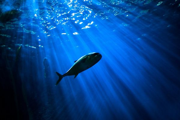 Fisch unter Wasser