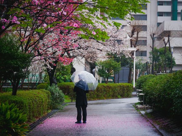 Eine Person mit transparentem Regenschirm steht auf einem nassen Weg unter blühenden Kirschbäumen. Rosafarbene Blütenblätter bedecken den Boden.