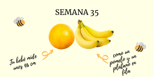 semana 35 embarazo