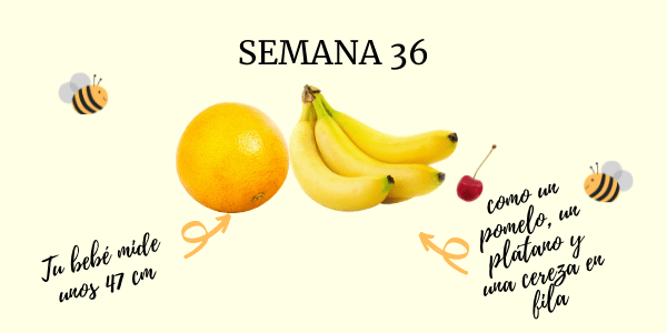 36 semanas embarazo