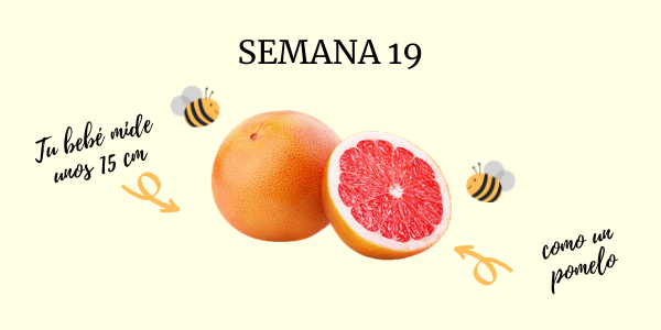 semana 19