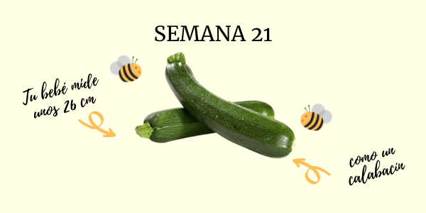 semana 21 embarazo
