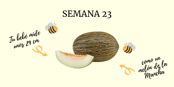 semana 23 embarazo