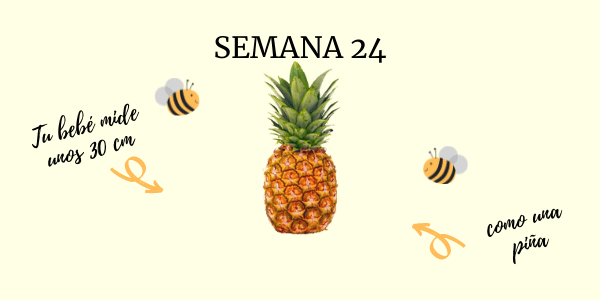 semana 24 embarazo