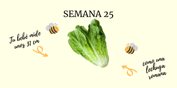 semana 25 embarazo