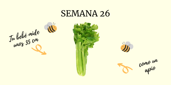 semana 26 embarazo