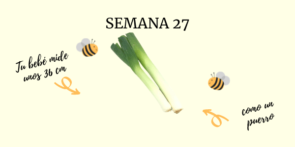 semana 27 embarazo