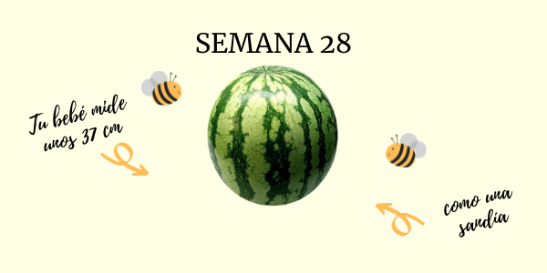 semana 28 embarazo