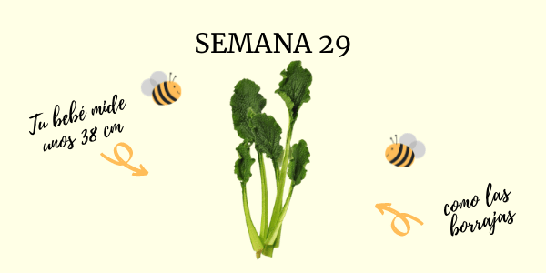 semana 29 embarazo