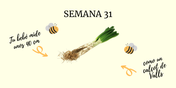 semana 31 embarazo