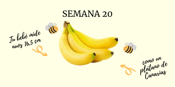 semana 20