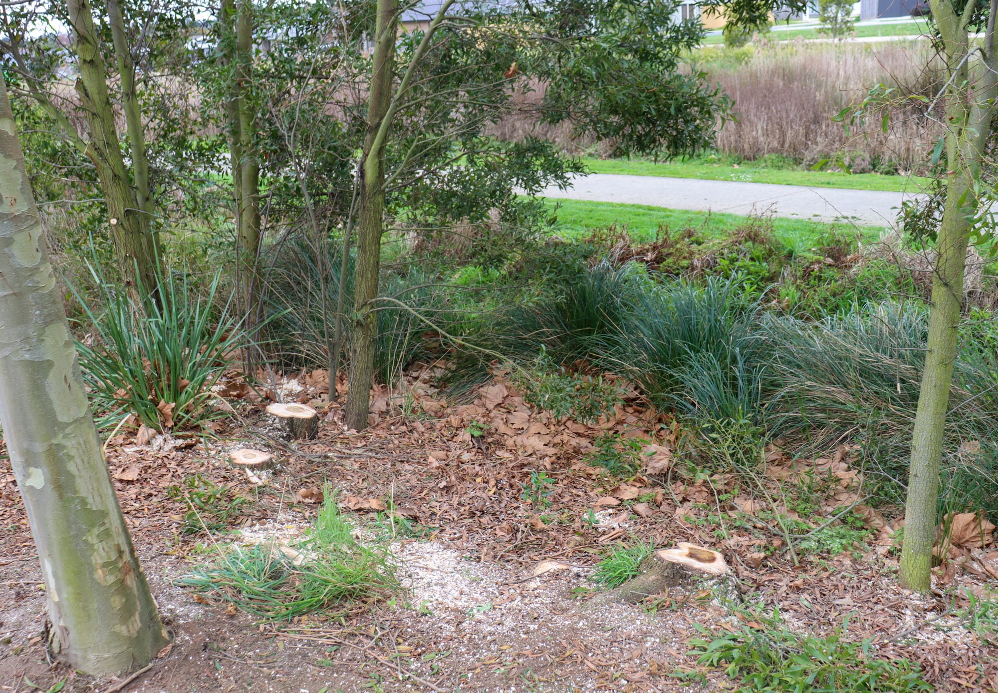 Trees removed from estate landscaping