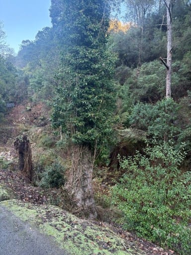 Deer threaten Walhalla's heritage