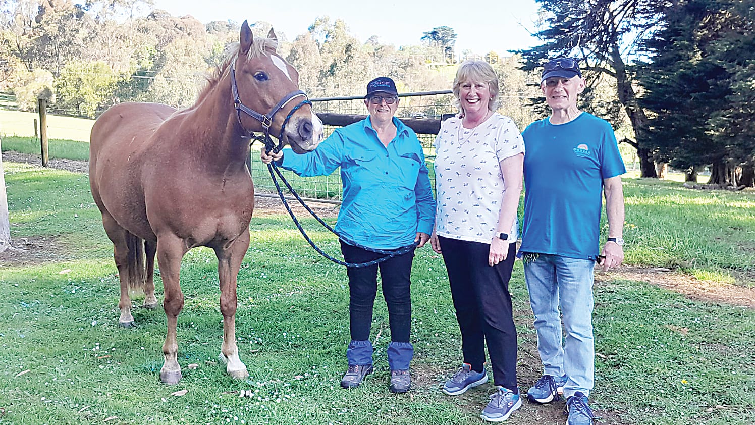 Rescue horses find a home at CCG