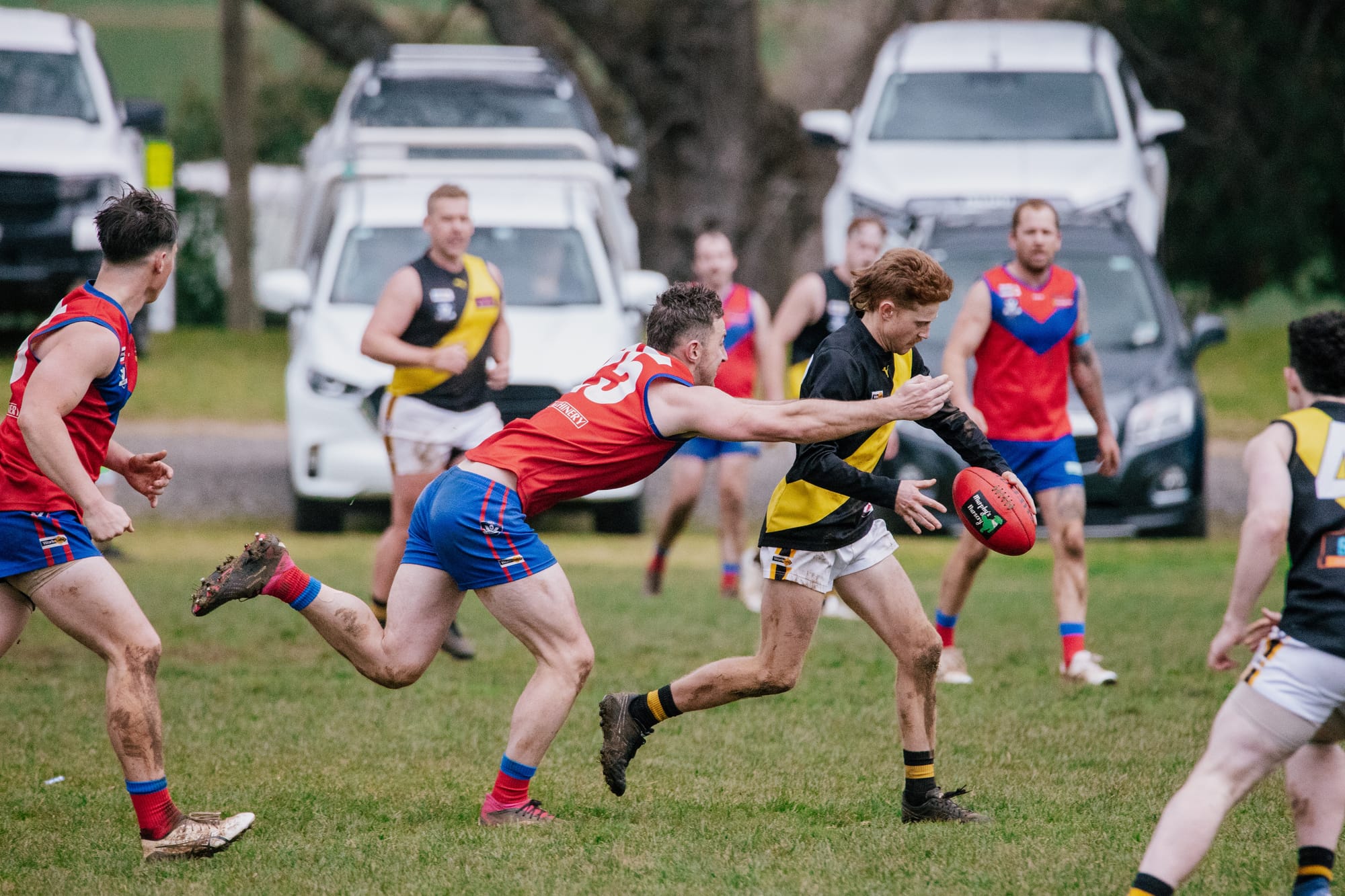 Last laugh for Lyrebirds